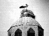 Stork (500Wx373H) - Stork on a Church in Baghdad 