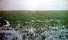 Touring the marsh (500Wx298H) - Wonder how the people in this Mashoof can orientate themselves in such a vast weeded marsh 