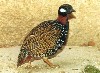 Black Partridge (473Wx350H) - 