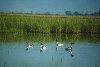 Tadorna (518Wx350H) - Ducks that winter and breed in Iraq. So beautiful on the green background. 