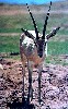 Mountain Gazelle (248Wx400H) - Found In Badrah and Ali Gharbi plains. 