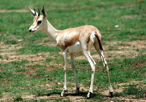 Download Arabian Gazelle (502Wx350H)