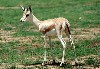 Arabian Gazelle (502Wx350H) - The Arabian Gazelle 