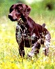 Ready for action (321Wx400H) - A typical German pointer alerting his master 